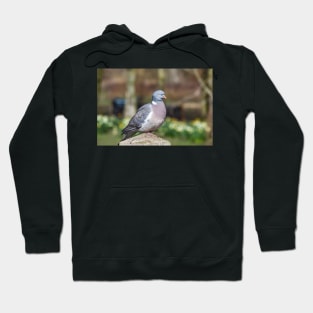 Wood Pigeon Perched On Post Hoodie